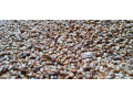 grains-legumes-rice-corn-millet-wheat-small-1