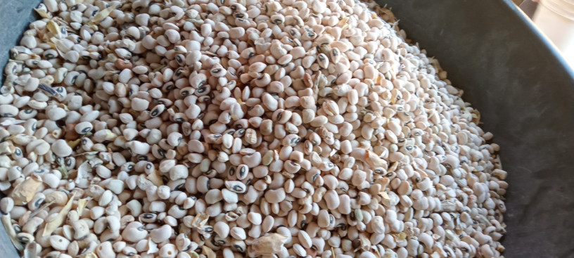 grains-legumes-rice-corn-millet-wheat-big-0