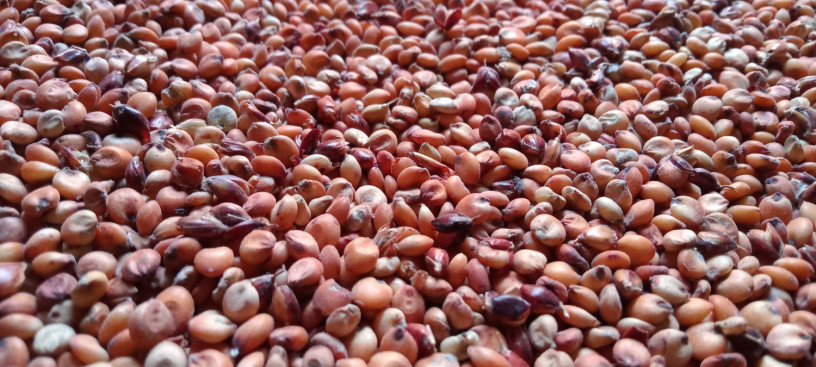 grains-legumes-rice-corn-millet-wheat-big-2