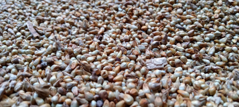 grains-legumes-rice-corn-millet-wheat-big-1