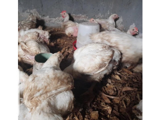 Nelson's Poultry Farming